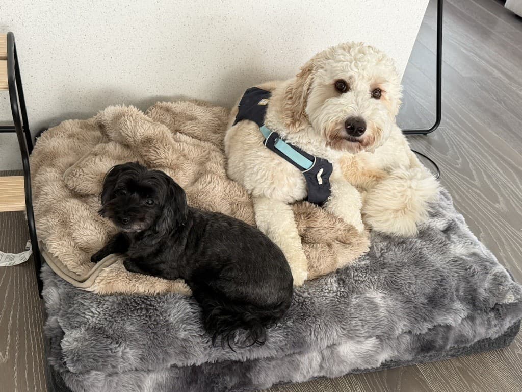 Mocha and Latte resting together on a dog bed