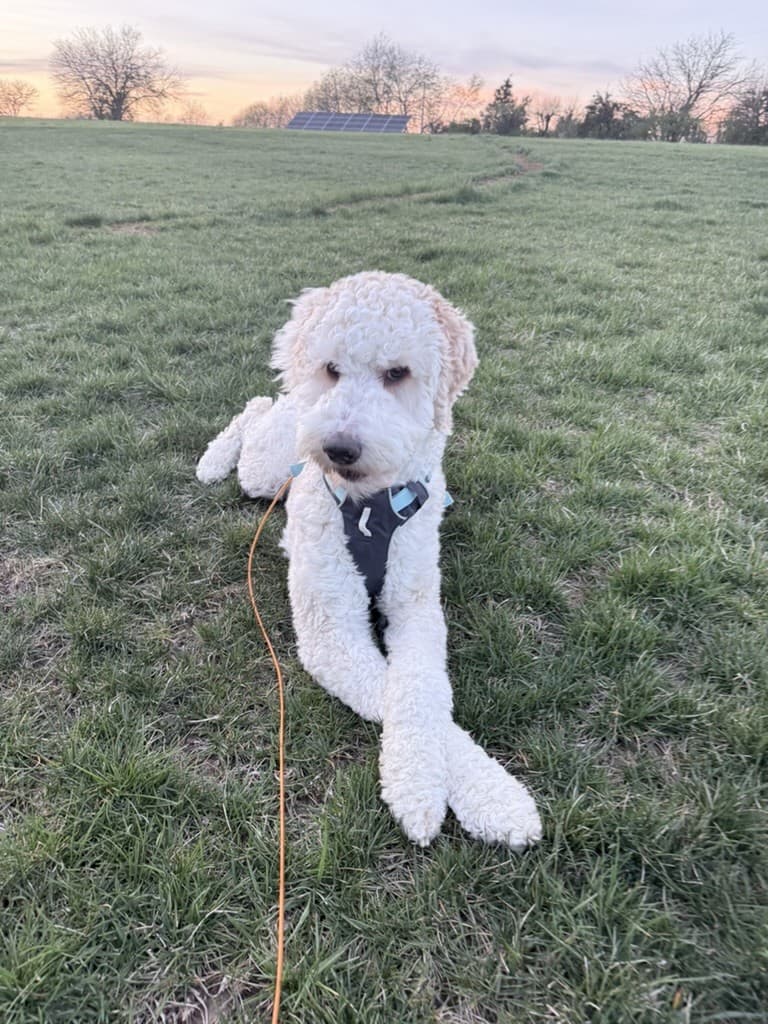 Latte, our Goldendoodle, resting in a field at sunset