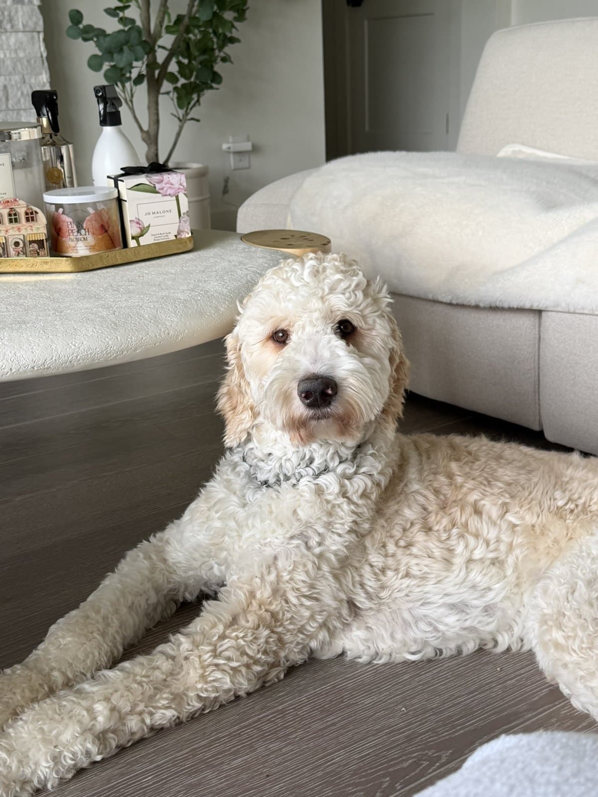 Latte, our Goldendoodle, resting at home