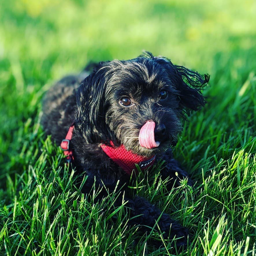 Mocha, our Yorkiepoo, lying in the grass